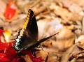 Charaxes jasius (Çift Kuyruklu Paşa)